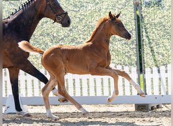 Westphalian, Mare, Foal (04/2026), Chestnut