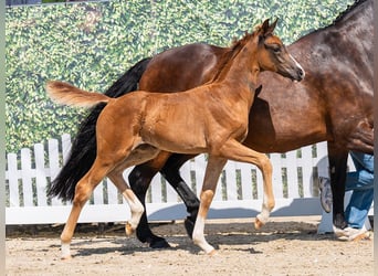 Westphalian, Mare, Foal (04/2026), Chestnut