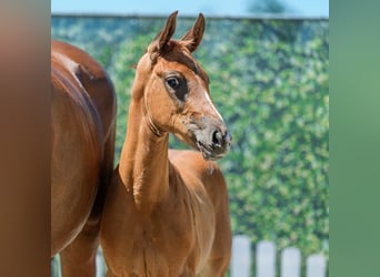 Westphalian, Mare, Foal (05/2026), Chestnut