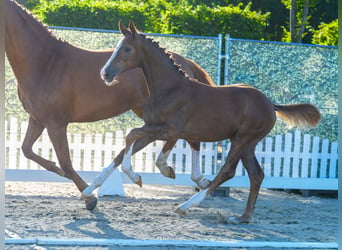 Westphalian, Mare, Foal (03/2026), Chestnut