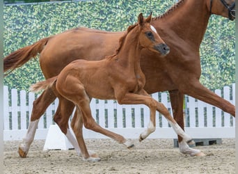 Westphalian, Mare, Foal (05/2026), Chestnut