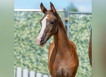 Westphalian, Mare, Foal (03/2026), Chestnut