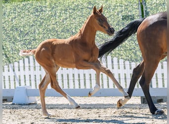 Westphalian, Mare, Foal (03/2026), Chestnut