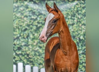 Westphalian, Mare, Foal (05/2025), Chestnut