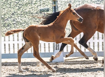Westphalian, Mare, , Chestnut