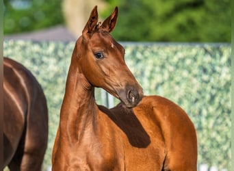 Westphalian, Mare, , Chestnut