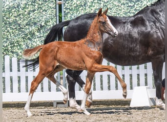Westphalian, Mare, , Chestnut