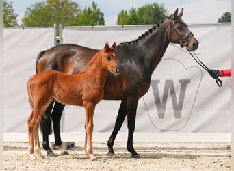 Westphalian, Mare, Foal (03/2024), Chestnut