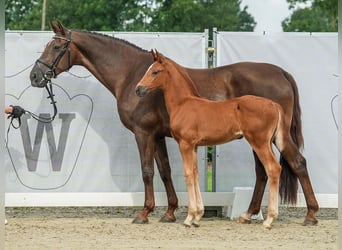 Westphalian, Mare, Foal (05/2024), Chestnut