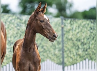 Westphalian, Mare, , Chestnut