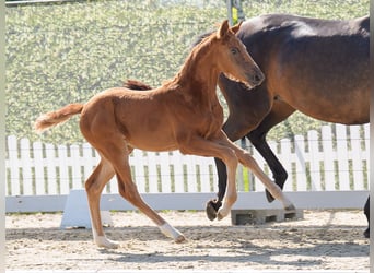 Westphalian, Mare, , Chestnut