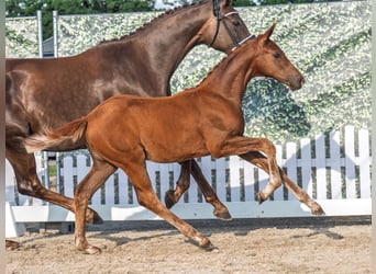 Westphalian, Mare, , Chestnut