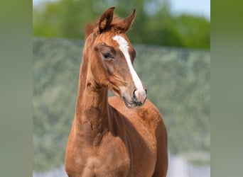 Westphalian, Mare, , Chestnut