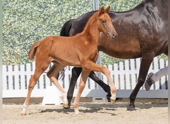 Westphalian, Mare, , Chestnut