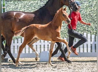 Westphalian, Mare, , Chestnut