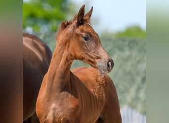 Westphalian, Mare, , Chestnut
