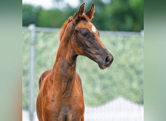 Westphalian, Mare, Foal (06/2025), Chestnut
