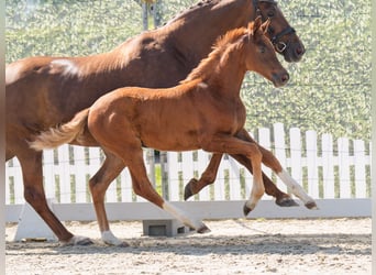 Westphalian, Mare, , Chestnut