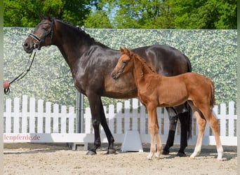 Westphalian, Mare, , Chestnut