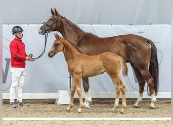 Westphalian, Mare, Foal (05/2024), Chestnut