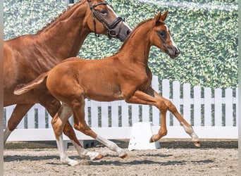 Westphalian, Mare, Foal (05/2025), Chestnut