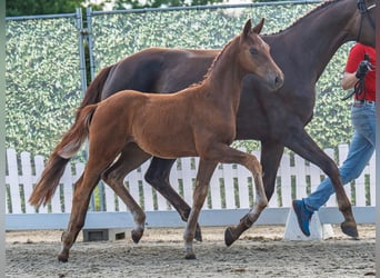 Westphalian, Mare, , Chestnut