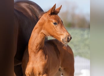 Westphalian, Mare, , Chestnut