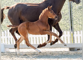 Westphalian, Mare, , Chestnut