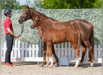 Westphalian, Mare, , Chestnut