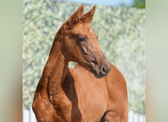Westphalian, Mare, , Chestnut