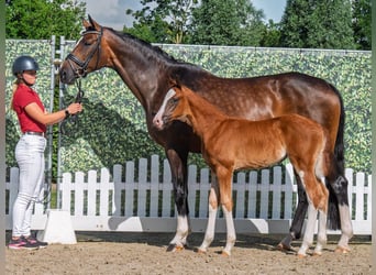 Westphalian, Mare, Foal (05/2025), Chestnut