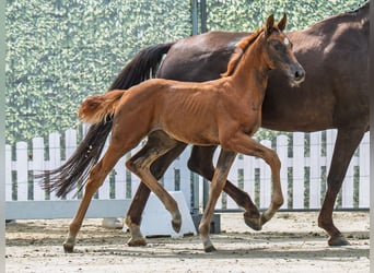 Westphalian, Mare, Foal (06/2025), Chestnut