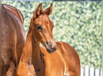Westphalian, Mare, , Chestnut