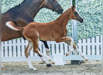 Westphalian, Mare, Foal (05/2025), Chestnut