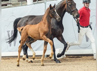 Westphalian, Mare, Foal (04/2024), Chestnut