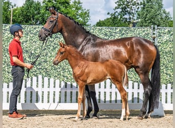 Westphalian, Mare, , Chestnut