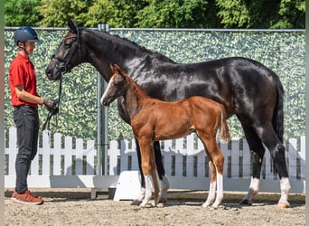 Westphalian, Mare, , Chestnut