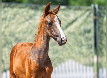 Westphalian, Mare, , Chestnut