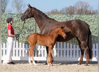 Westphalian, Mare, , Chestnut