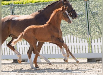 Westphalian, Mare, , Chestnut