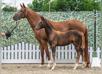 Westphalian, Mare, , Chestnut