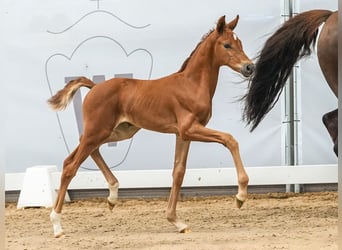 Westphalian, Mare, Foal (06/2024), Chestnut