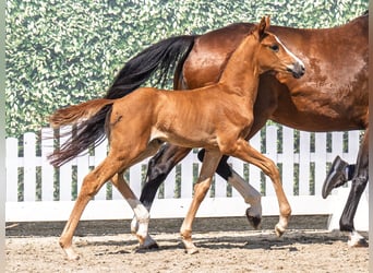 Westphalian, Mare, , Chestnut