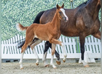 Westphalian, Mare, Foal (05/2025), Chestnut