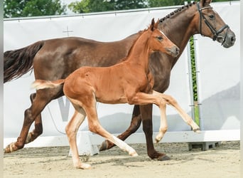 Westphalian, Mare, Foal (05/2024), Chestnut