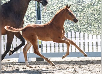 Westphalian, Mare, , Chestnut