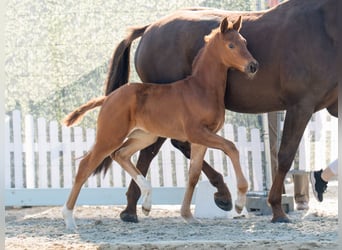 Westphalian, Mare, , Chestnut