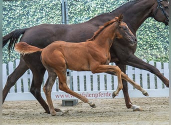 Westphalian, Mare, Foal (06/2025), Chestnut