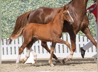 Westphalian, Mare, , Chestnut
