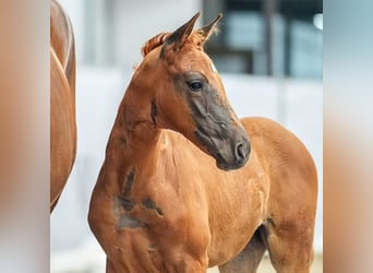 Westphalian, Mare, Foal (05/2024), Chestnut